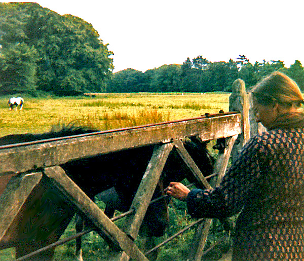 The old paddock on Roffey driveway